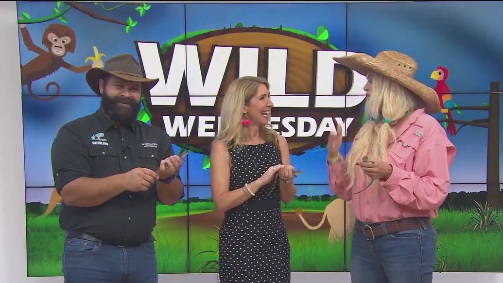 Crocodiles from Gatorland join GDO